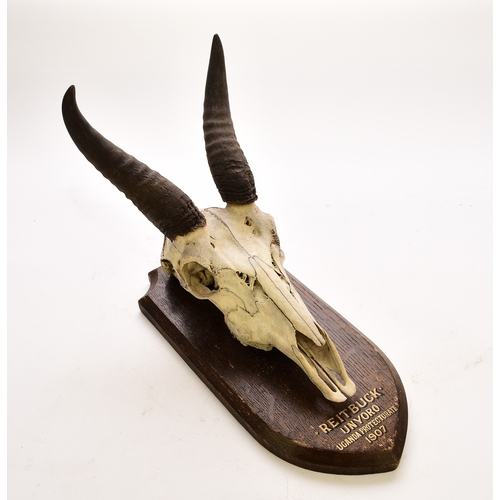 595 - Taxidermy: A reedbuck (Redunca) skull with horns Mounted on a wood shield inscribed 'Reitbuck, Unyor... 