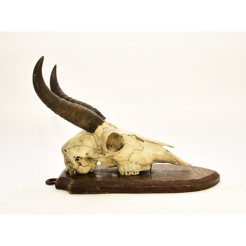 595 - Taxidermy: A reedbuck (Redunca) skull with horns Mounted on a wood shield inscribed 'Reitbuck, Unyor... 