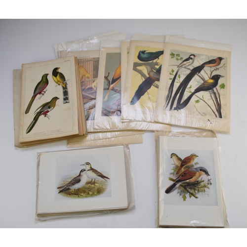 87 - BIRD PLATES. Large quantity of 19th century bird plates, many hand coloured. 8vo and 4to (several hu... 