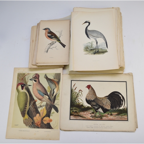 87 - BIRD PLATES. Large quantity of 19th century bird plates, many hand coloured. 8vo and 4to (several hu... 