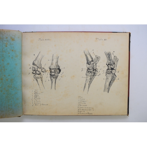 93 - MANUSCRIPT. Anatomy of the Horse, Cow, Deer, Dog and Sheep, by Doris Donaldson-Hudson, Cheswardine, ... 