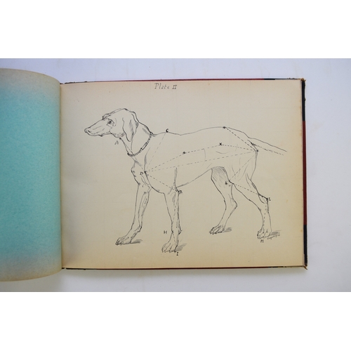 93 - MANUSCRIPT. Anatomy of the Horse, Cow, Deer, Dog and Sheep, by Doris Donaldson-Hudson, Cheswardine, ... 