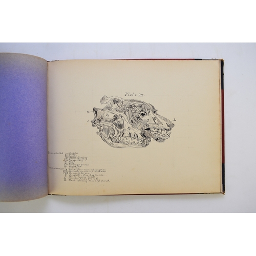 93 - MANUSCRIPT. Anatomy of the Horse, Cow, Deer, Dog and Sheep, by Doris Donaldson-Hudson, Cheswardine, ... 