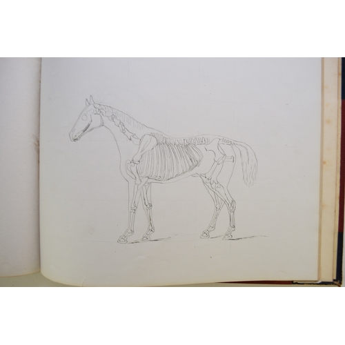 93 - MANUSCRIPT. Anatomy of the Horse, Cow, Deer, Dog and Sheep, by Doris Donaldson-Hudson, Cheswardine, ... 