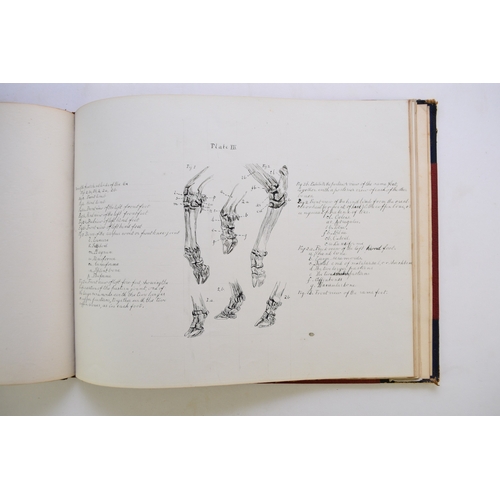 93 - MANUSCRIPT. Anatomy of the Horse, Cow, Deer, Dog and Sheep, by Doris Donaldson-Hudson, Cheswardine, ... 