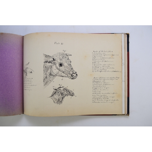 93 - MANUSCRIPT. Anatomy of the Horse, Cow, Deer, Dog and Sheep, by Doris Donaldson-Hudson, Cheswardine, ... 