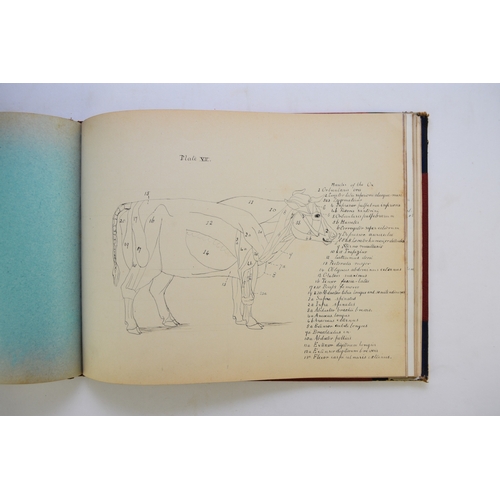 93 - MANUSCRIPT. Anatomy of the Horse, Cow, Deer, Dog and Sheep, by Doris Donaldson-Hudson, Cheswardine, ... 