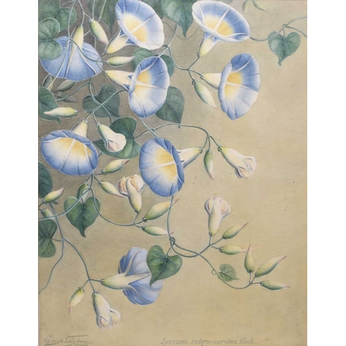 Lot 185       