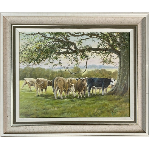 448 - Nora Kelly (Irish 20th Century) Cows grazing around a tree, signed lower right, oil on canvas, 35 x ... 