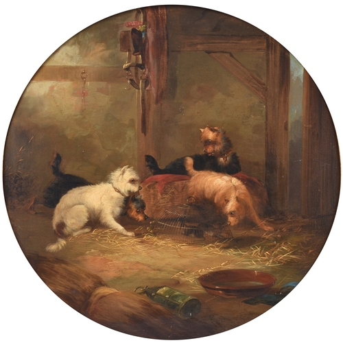 111 - George Armfield (1808-1893) Terriers gathered around a rat trap in a barn, signed lower left, oil on... 