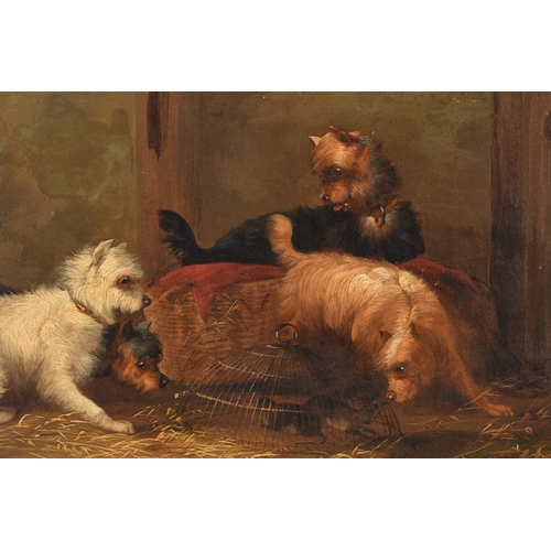 111 - George Armfield (1808-1893) Terriers gathered around a rat trap in a barn, signed lower left, oil on... 