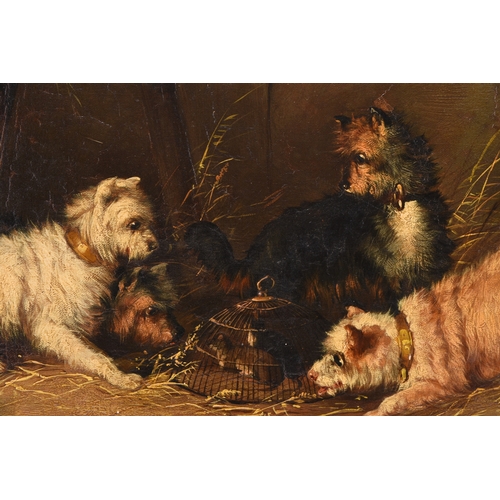 111 - George Armfield (1808-1893) Terriers gathered around a rat trap in a barn, signed lower left, oil on... 