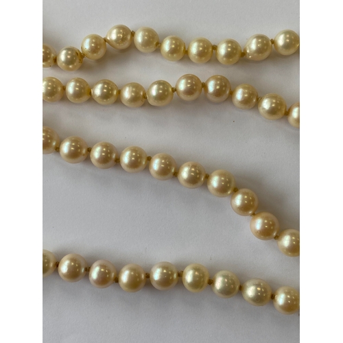 31 - A single strand graduated cultured pearl necklace, with sapphire set clasp, comprising 109 cultured ... 