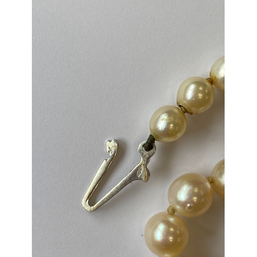 31 - A single strand graduated cultured pearl necklace, with sapphire set clasp, comprising 109 cultured ... 