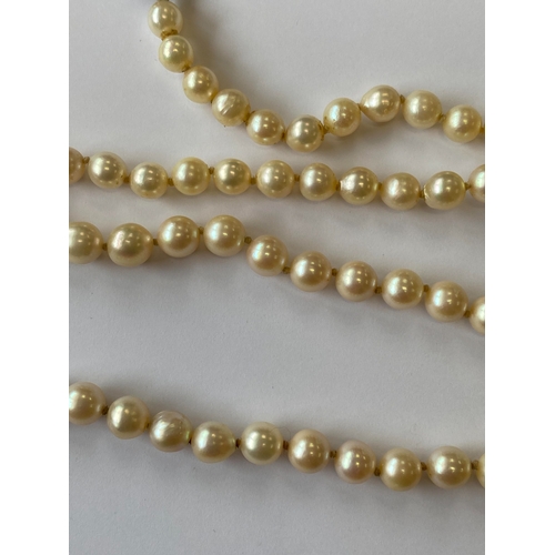 31 - A single strand graduated cultured pearl necklace, with sapphire set clasp, comprising 109 cultured ... 