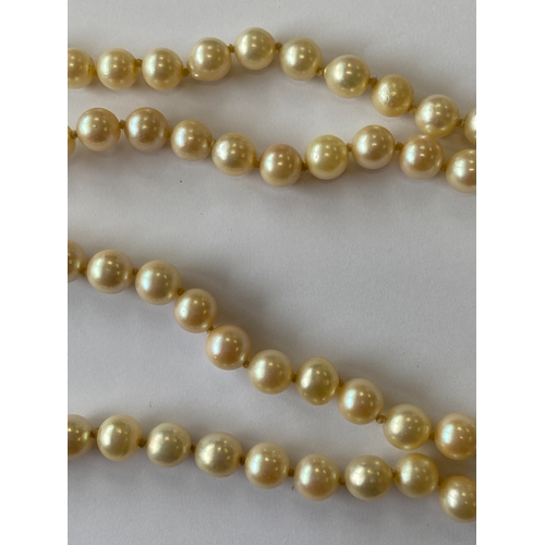 31 - A single strand graduated cultured pearl necklace, with sapphire set clasp, comprising 109 cultured ... 