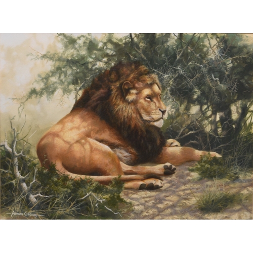 104 - Adrian Rigby (b.1962) Lion Resting, signed lower left, gouache, 23 x 31 cm, frame 45 x 53 cm