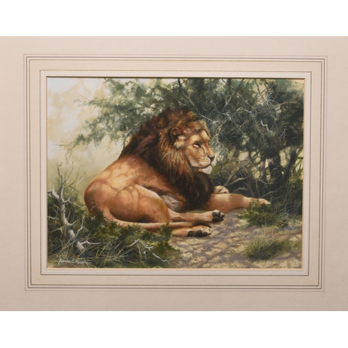 104 - Adrian Rigby (b.1962) Lion Resting, signed lower left, gouache, 23 x 31 cm, frame 45 x 53 cm