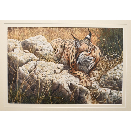 110 - Adrian Rigby (b.1962) Spanish Lynx in the Noonday Heat, signed lower left, gouache, 34 x 52 cm, fram... 