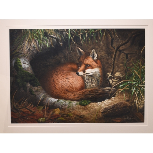 119 - Adrian Rigby (b.1962) A Fox in a Hollow, signed lower right, gouache, 46 x 66 cm, frame 74 x 93 cm P... 