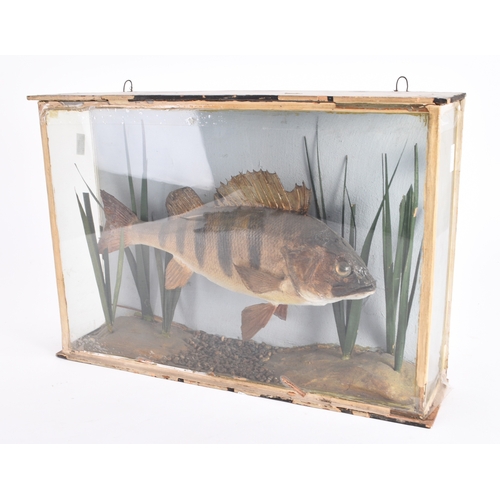 131 - Taxidermy: A cased European Perch (Perca fluviatilis), circa early 20th century, a skin mount preser... 