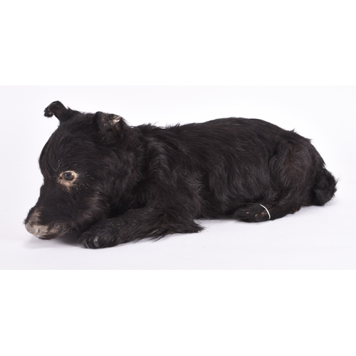 14 - Taxidermy: A Scottish Terrier (Canis lupus familiaris) Adult full mount in recumbent pose, first hal... 