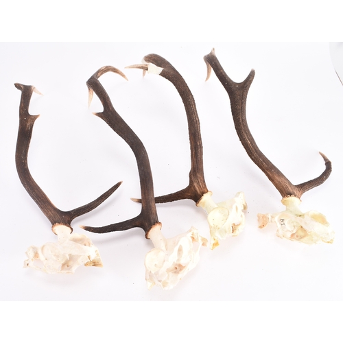 19 - Antlers/Horns: A collection of antlers and skulls Including Red Deer, Roe and Jacob's Sheep (a lot).