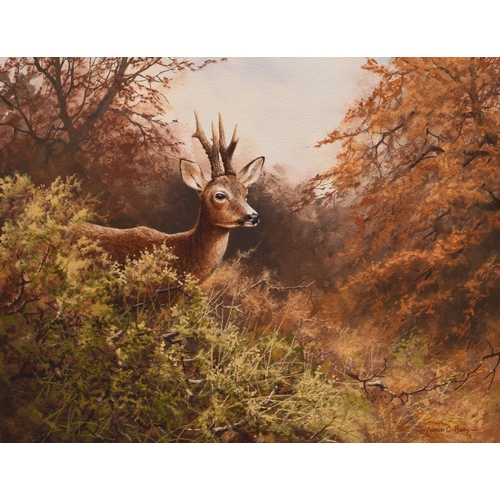 21 - Adrian Rigby (b.1962) Fleeting Glimpse, Roe Deer, signed lower right, gouache, 34.5 x 46.5 cm, toget... 