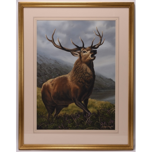 25 - Adrian Rigby (b.1962) Call of the Glen, Stag, signed lower right, gouache, 71 x 51 cm, frame 97 x 75... 