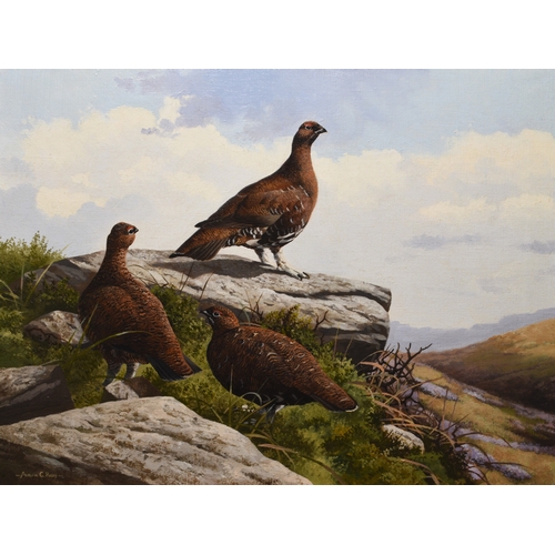 27 - Adrian Rigby (b.1962) Red Grouse, signed lower left, oil on canvas, 46 x 62 cm