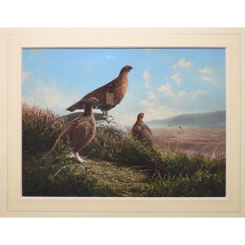 31 - Adrian Rigby (b.1962) Red Grouse, Pride of the Moor, signed lower right, gouache, 42 x 58 cm, frame ... 