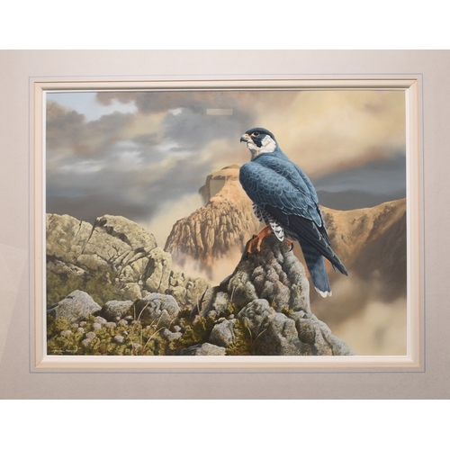 34 - Adrian Rigby (b.1962) Peregrine Above Milk Cove, signed lower left, gouache, 42 x 58 cm, frame 87 x ... 