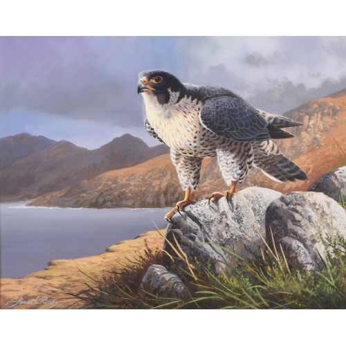 39 - Adrian Rigby (b.1962) Highland Peregrine, signed lower left, gouache, 31 x 39 cm, frame 55 x 62 cm