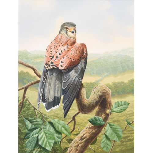 40 - Adrian Rigby (b.1962) Kestrel, signed lower left, gouache, 35.5 x 27 cm, frame 55 x 45 cm