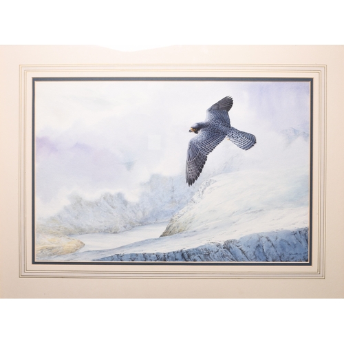 41 - Owen Williams (b.1956) Peregrine Falcon in flight over a snowy highland landscape, signed and dated ... 