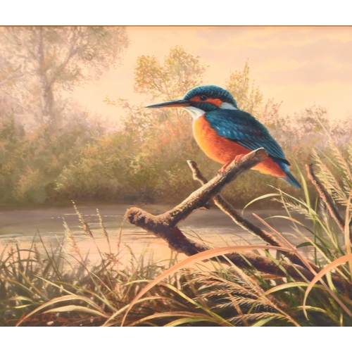 52 - Adrian Rigby (b.1962) Kingfisher, Jewel of the Riverbank, signed lower left, gouache, 26 x 31 cm, fr... 