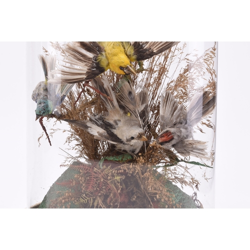 53 - Taxidermy: A pair of Victorian ornithological displays Each comprising six birds on branches, in nat... 