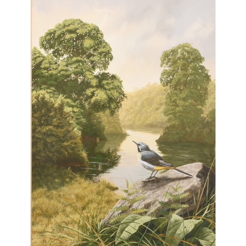 54 - Adrian Rigby (b.1962) Mid Morning on the River, A Grey Wagtail Perched on a rock, signed lower left,... 