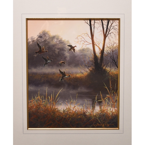 58 - Adrian Rigby (b.1962) Sunset Pintails, alighting on to a river, signed lower right, gouahce, 31 x 26... 