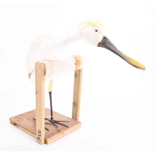 60 - Taxidermy: A replica Eurasian Spoonbill (Platalea leucorodia) Adult full mount, modelled standing, s... 