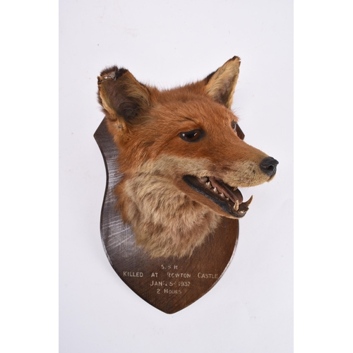 83 - Taxidermy: A Red Fox mask (Vulpes vulpes), dated 1937, an adult head mount turning to the left with ... 