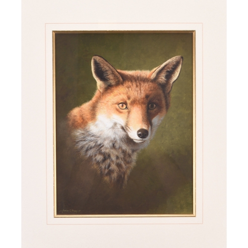 99 - Adrian Rigby (b.1962) The Ever Watchful Fox, signed lower left, gouache, 31 x 23.5 cm, frame 55 x 46... 