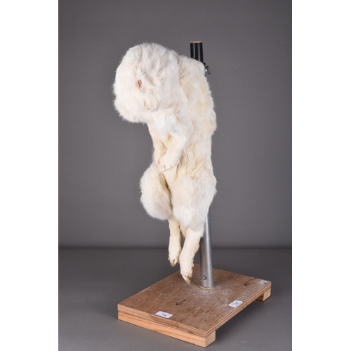 118 - Taxidermy: A Winter Hare (Lepus timidus) Adult full mount, arranged on an aluminium display pole wit... 