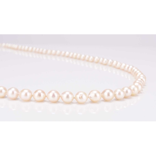 243 - A single strand uniform cultured pearl necklace, with cultured pearl barrel clasp, 88cm long, weight... 