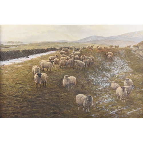 690 - John L Chapman (b.1946) Sheep on Hall Hill, with a dusting of snow over the ground, signed lower lef... 