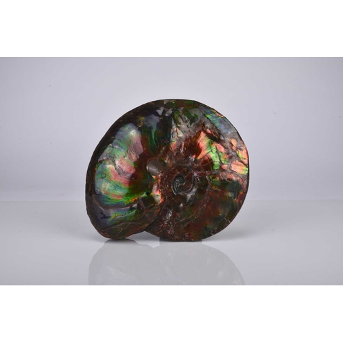 30 - A good iridescent ammonite specimen (Placenticeras meeki) 75- to 72-million-years-old (Late Cretaceo... 