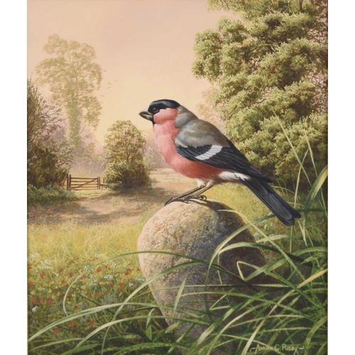 124 - Adrian Rigby (b.1962) Bullfinch on the Milestone, signed lower right, gouache, 31 x 26 cm ex collect... 