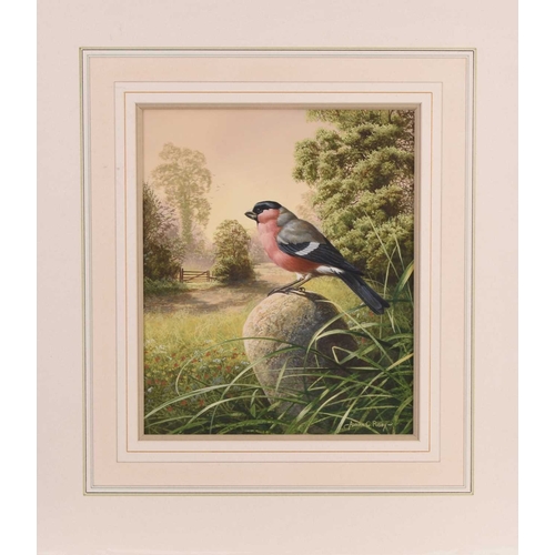 124 - Adrian Rigby (b.1962) Bullfinch on the Milestone, signed lower right, gouache, 31 x 26 cm ex collect... 