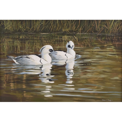 126 - Adrian Rigby (b.1962) Smew Ducks, reflections on the river, signed lower right, gouache, 23 x 33 cm ... 