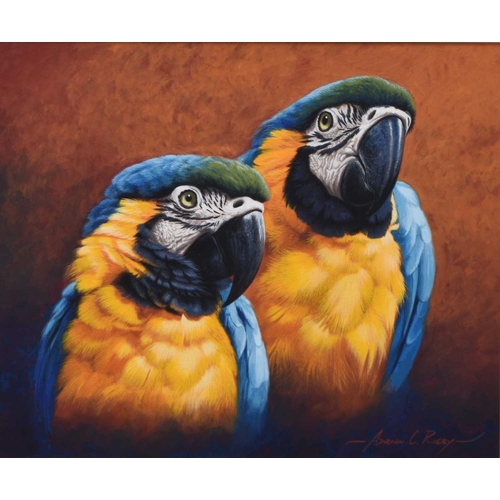 127 - Adrian Rigby (b.1962) Blue and Gold Macaws, signed lower right, gouache, 25 x 30.5 cm, frame 53 x 57... 